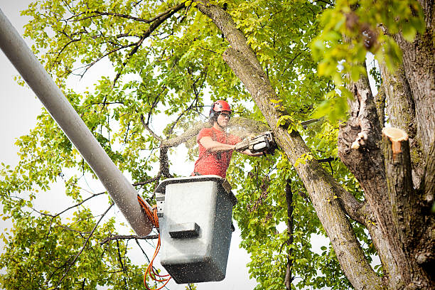 How Our Tree Care Process Works  in  Stockton, UT